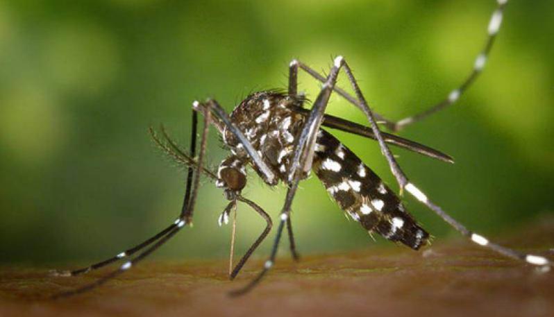 Cimiteri, ordinanza del sindaco contro le zanzare “da virus”