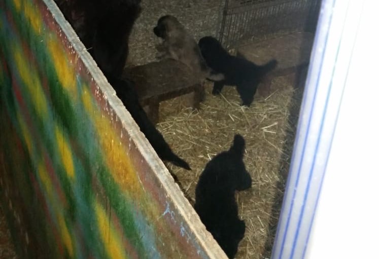 Fiamme in un allevamento di cani: salva una donna e i suoi 60 animali