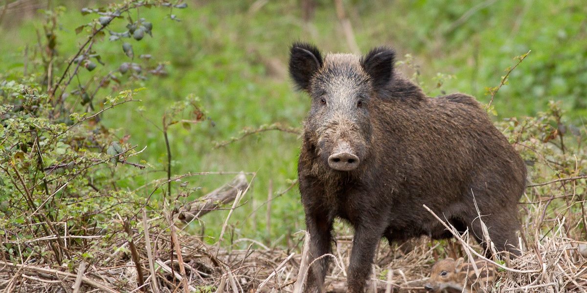 Allarme cinghiali, dal Bisbino scendono fino a  Cernobbio
