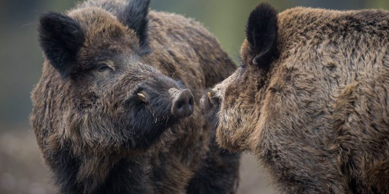 Emergenza cinghiali sul Lario. La Coldiretti: danni per 350mila euro