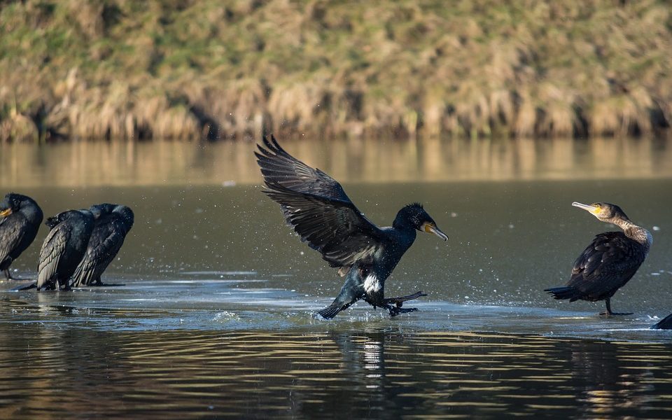 Autorizzato l’abbattimento di un migliaio di cormorani