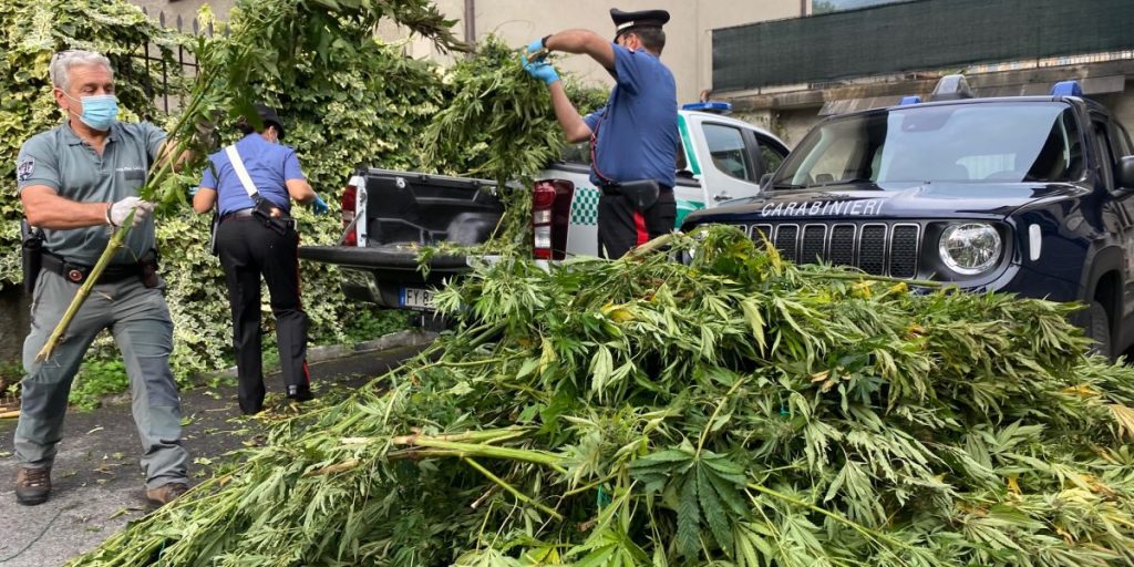 Coltivazioni di Marijuana in Altolago: 200 piante sequestrate e tre arresti