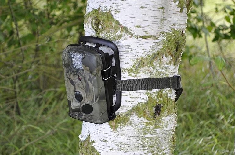 Fototrappole per catturare il puma di Casnate