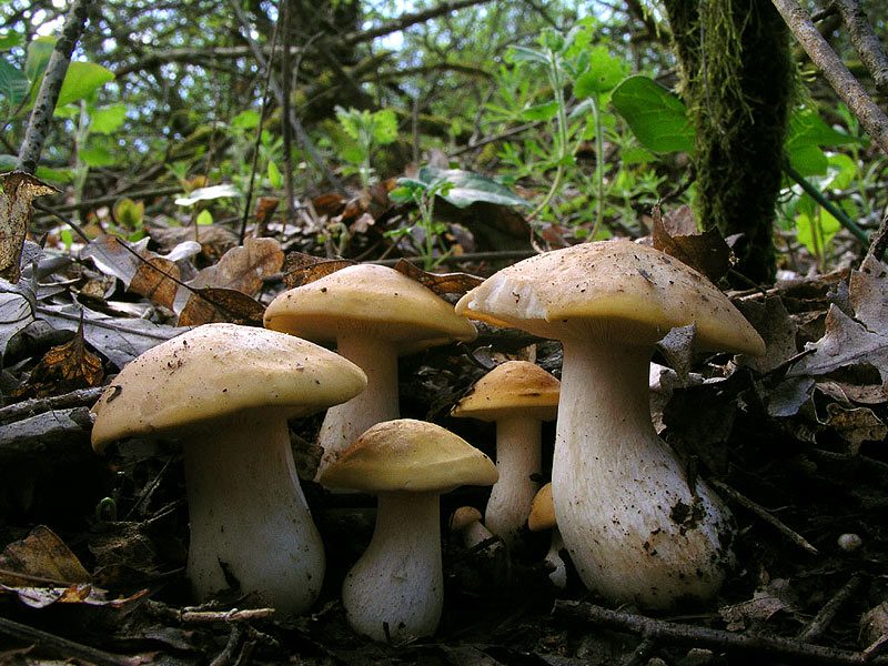 Mangiare i funghi raccolti, fino a novembre i controlli gratuiti di Ats Insubria
