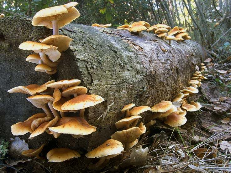 Intossicazioni da funghi, 19 i casi affrontati sul territorio
