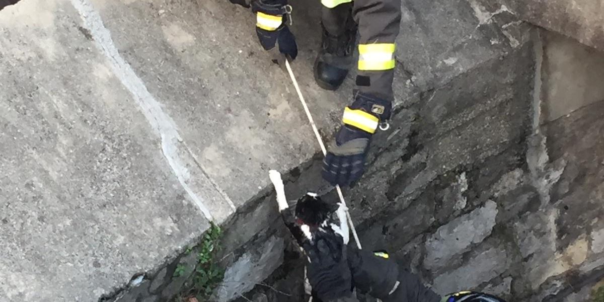 Gattino in difficoltà nella darsena di Villa Gallia, arrivano i pompieri