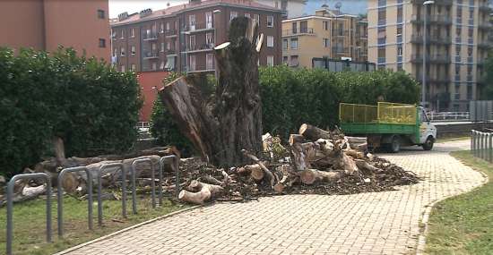 Addio allo storico ippocastano, al centro di molte battaglie ambientaliste