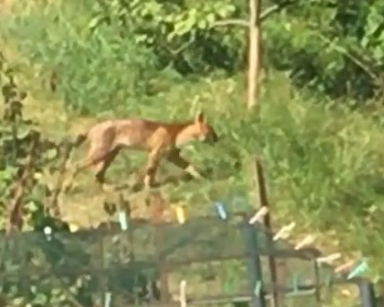 Grosso felino filmato in un campo a Casnate con Bernate