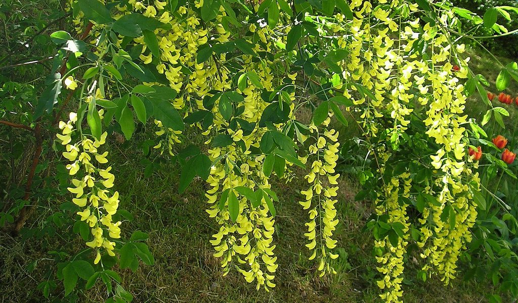 Mangiano i fiori del maggiociondolo: mamma e figlia di 3 anni intossicate