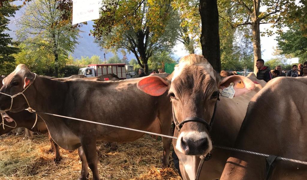 A Porlezza, domenica prossima 13 ottobre, la VI edizione della Mostra zootecnica sul Ceresio. Informazioni e orari