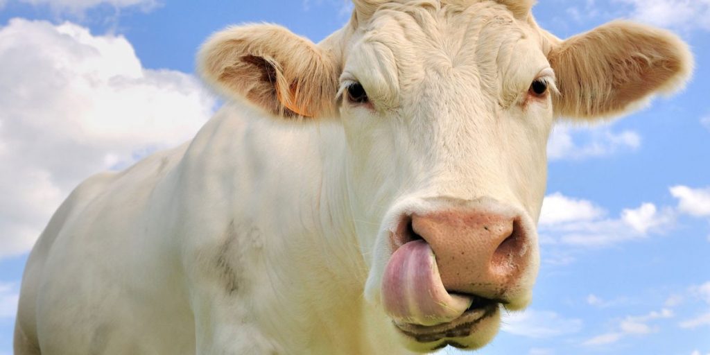 Coldiretti: i dazi Usa danneggiano il latte prodotto sul Lario e il coronavirus peggiora la situazione