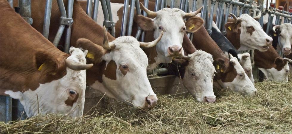 Afa, animali da allevamento sotto stress. L’allarme di Coldiretti