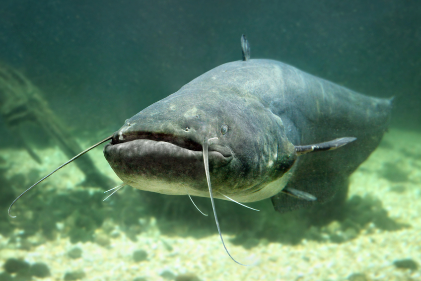Contrasto alla diffusione del pesce siluro.  Il finanziamento della Regione Lombardia