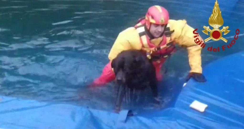 I vigili del fuoco salvano un cane caduto in una piscina a Cantù