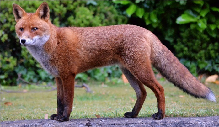 Cinque volpi positive al cimurro, l’Ats: Attenzione ai cani
