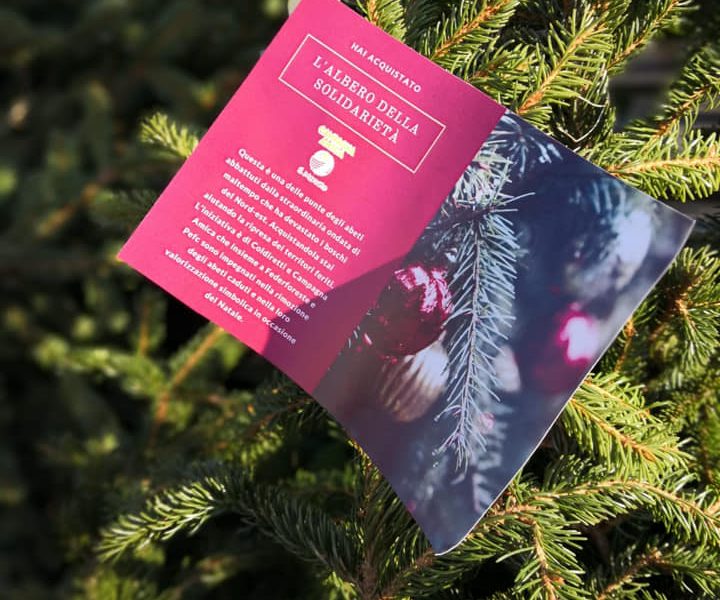 Alberi di Natale dai boschi distrutti dal maltempo