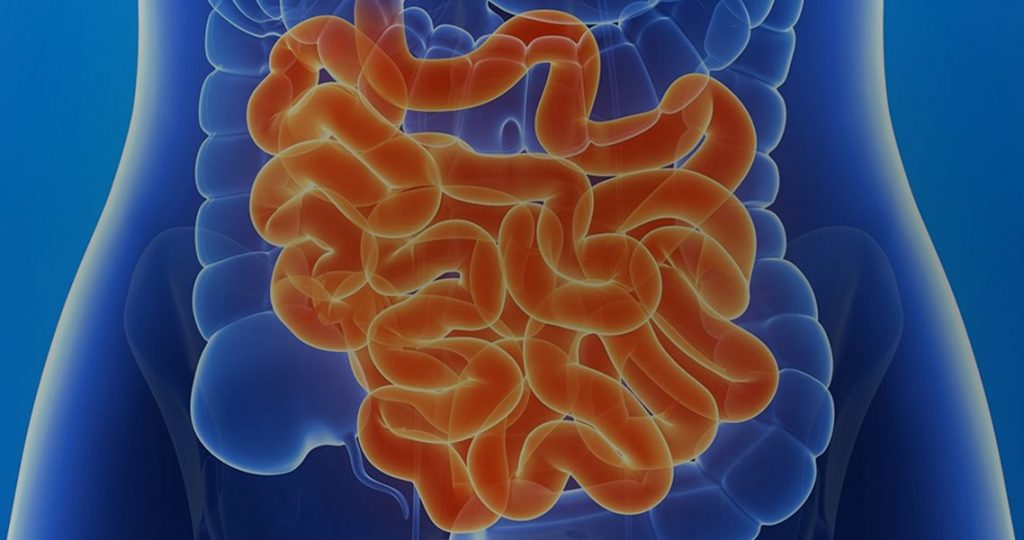 Intestino, nostro primo cervello: Sforza e il dualismo corpo-mente