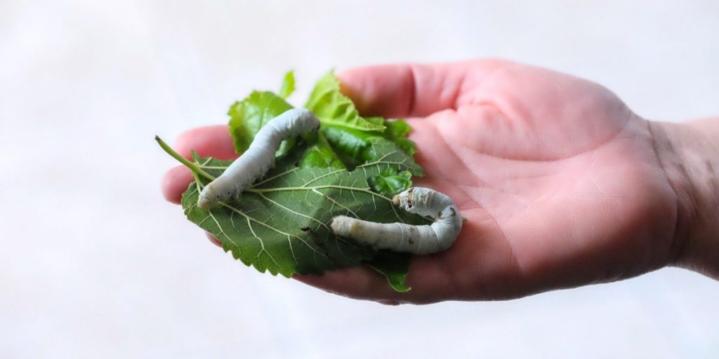 Il baco da seta risorge nella filiera
