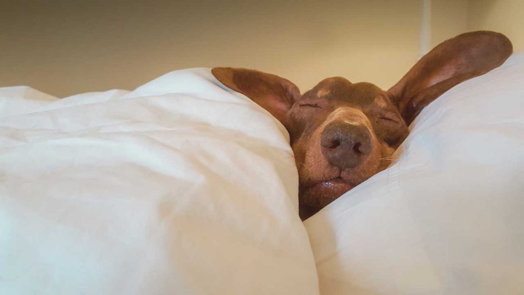 Cane dorme nel letto
