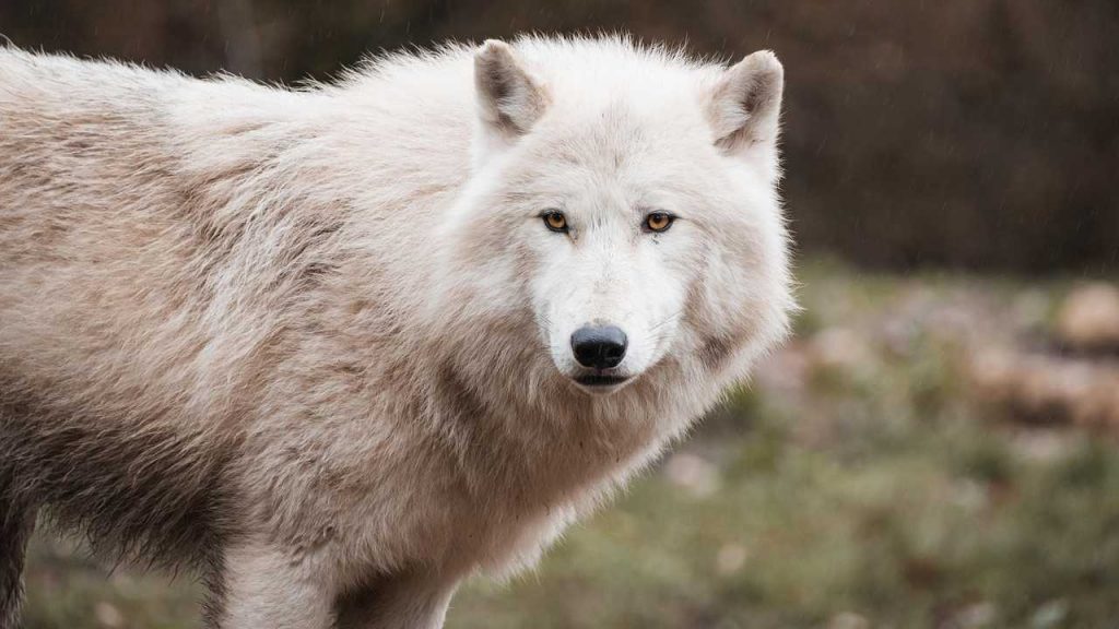 Avvistato un branco di lupi nel Comasco | Cosa dice la normativa europea a proposito di questi animali