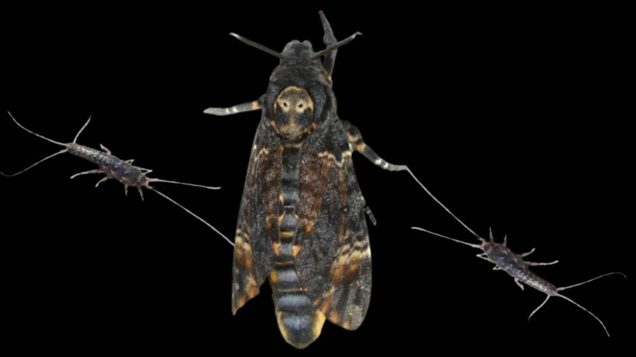 pesciolini d'argento ecco come eliminarli
