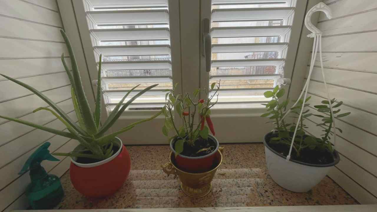 attenzione a queste piantine