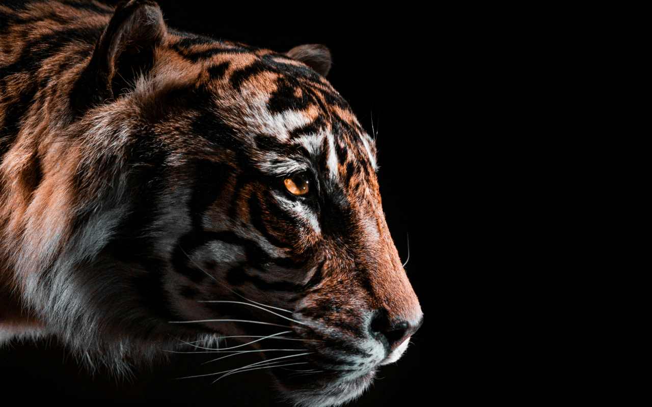 Primo piano profilo Tigre siberiana