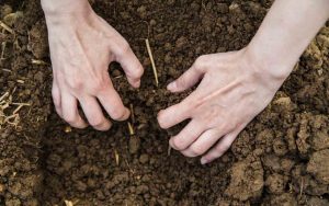 Mani di un uomo che scava nella terra