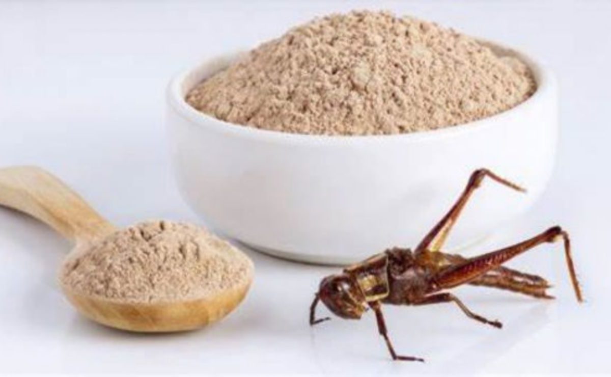 L’Italia fa un salto nel futuro: arrivano gli insetti nei supermercati (e sulle nostre tavole) | Si tratta di prodotti comunissimi