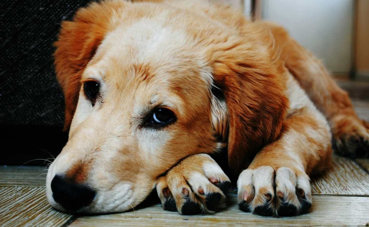 “Il mio cane sta male, non vengo a lavoro” | Ultim’ora, da oggi puoi farlo sul serio: lo ha stabilito la Cassazione